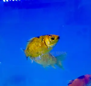 Goldfish for Aquascaping – Peaceful Tankmates