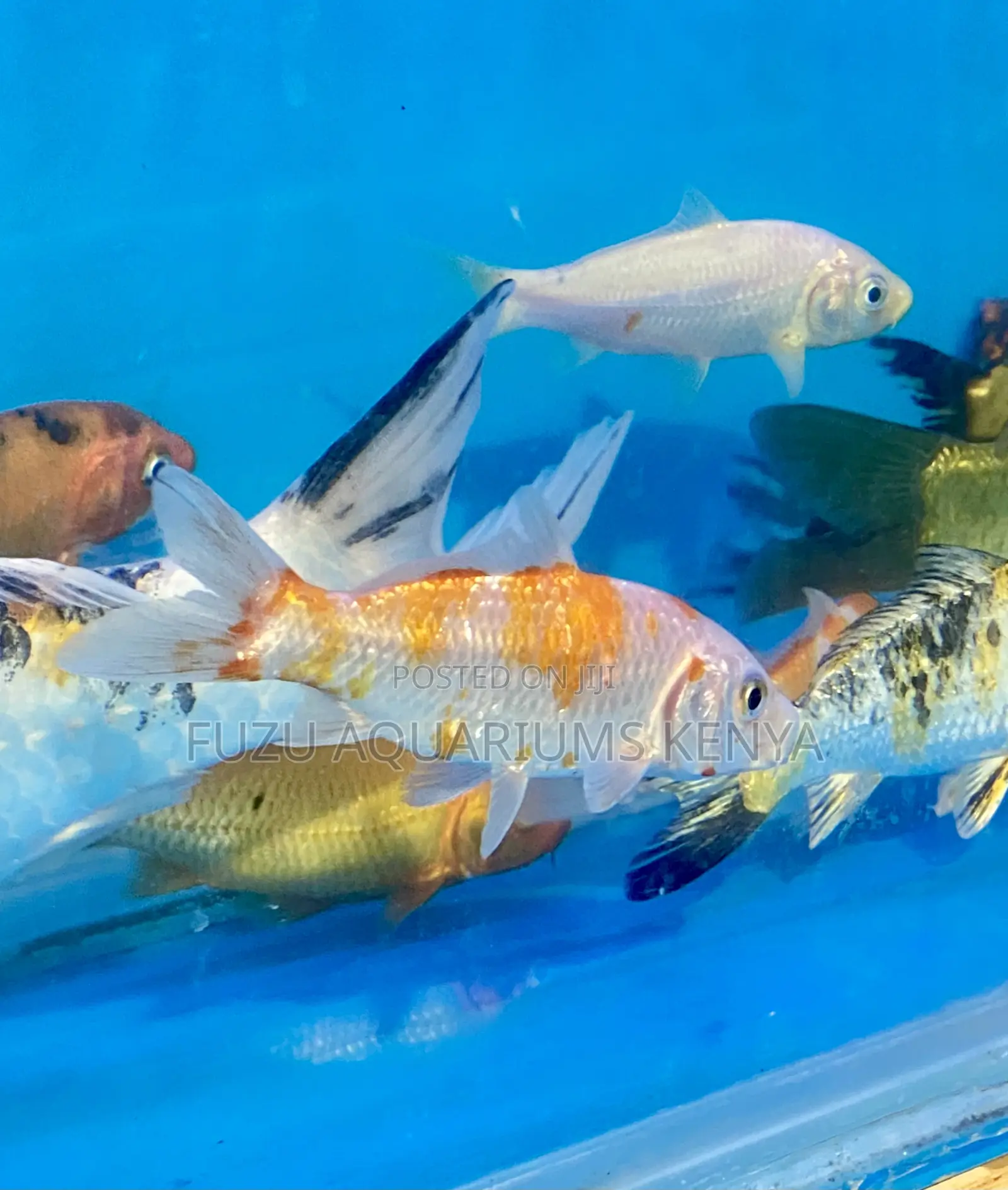 Fancy Orange Koi Fish – Bright and Active
