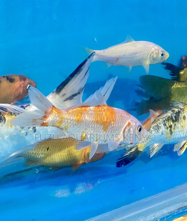 Fancy Orange Koi Fish – Bright and Active - main view