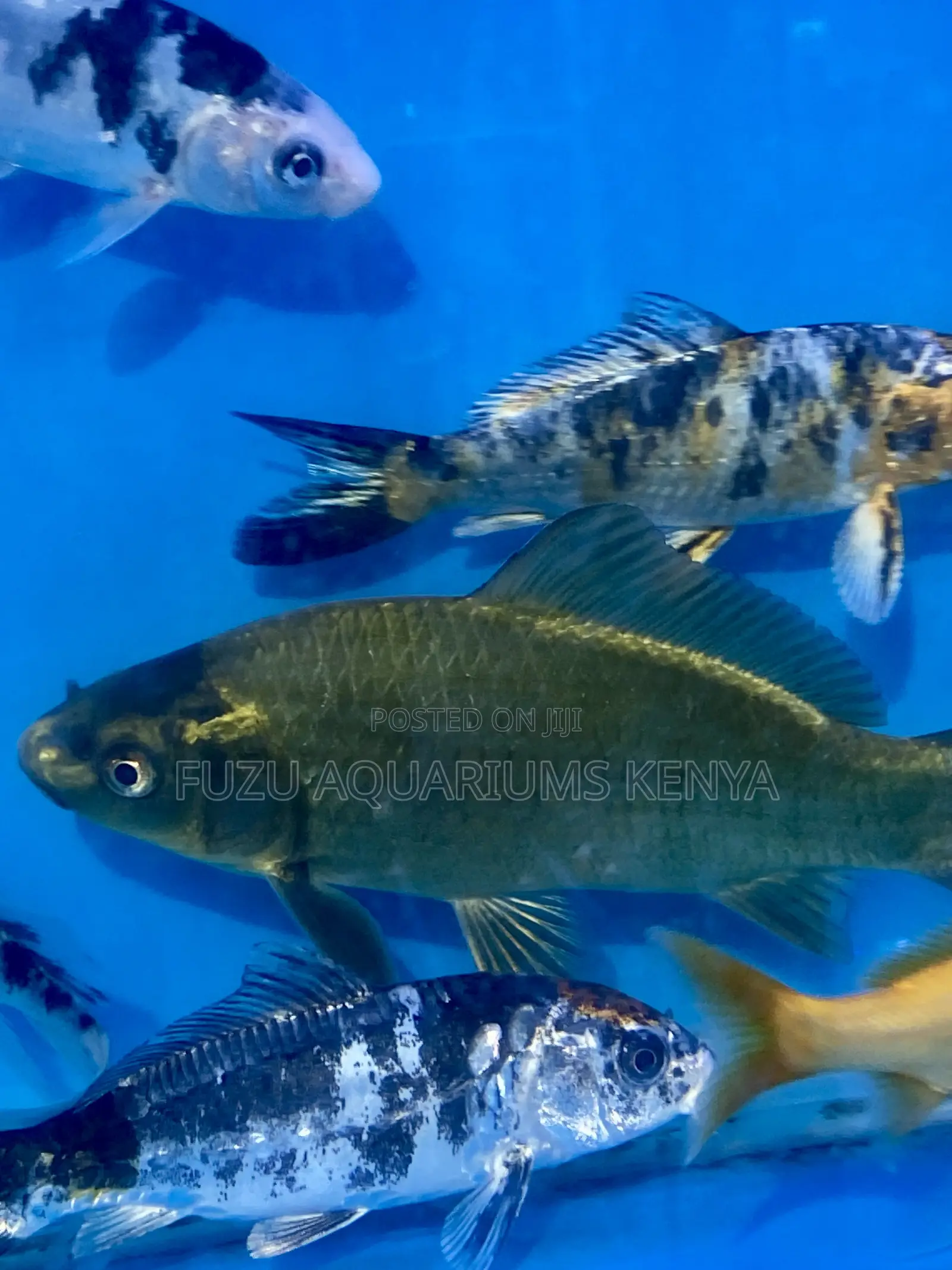 Ginbhuna Goldfish With Unique Markings – One of a Kind