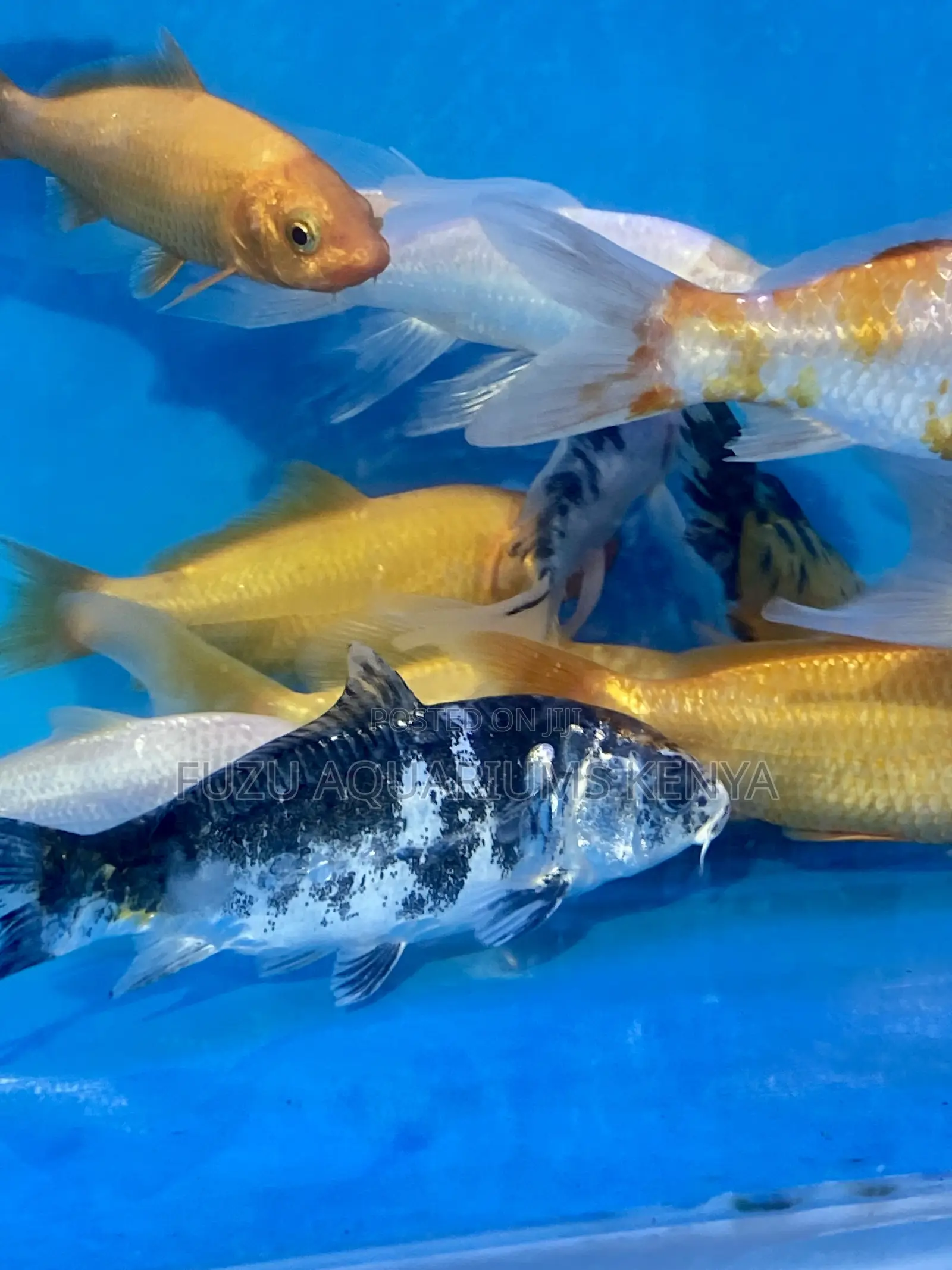 Black Premium Koi Fish for Sale – Top Quality