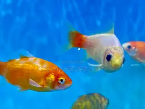 Beauty Goldfish – Elegant and Graceful