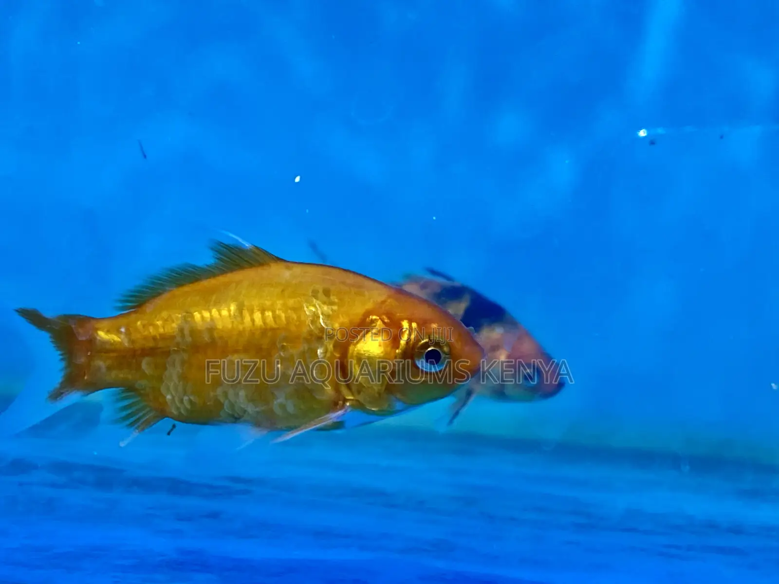 Goldfish – Perfect for Small Tanks