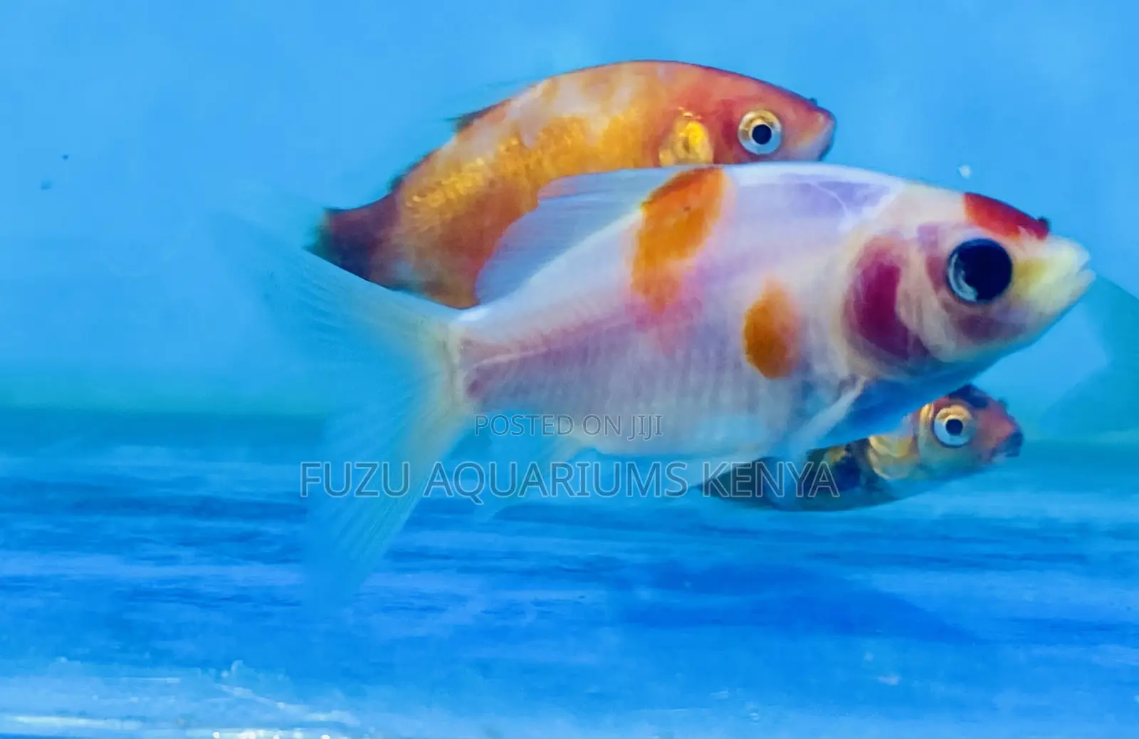 Pearlscale Goldfish – Round and Adorable