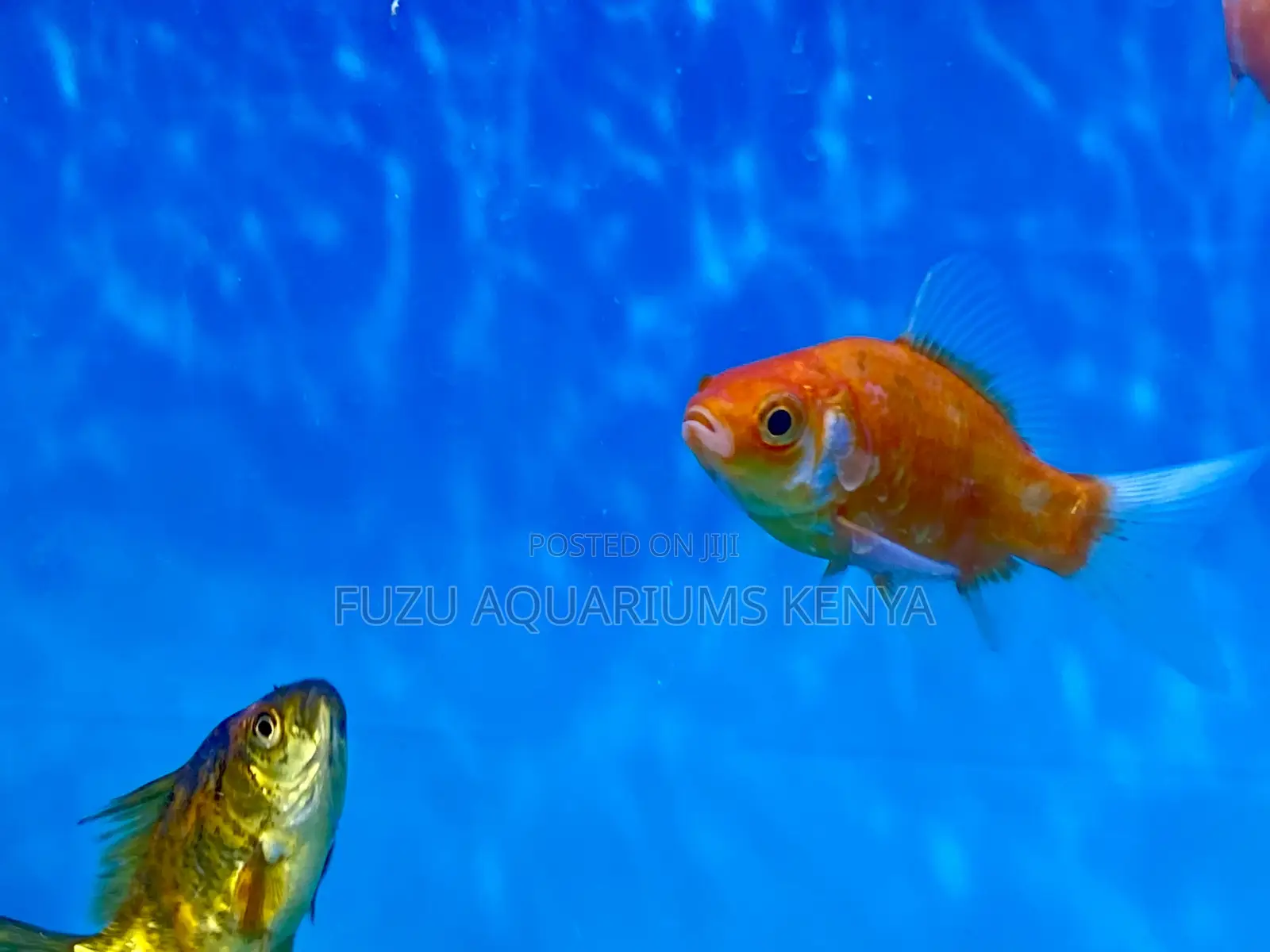 Classic Orange Goldfish – Timeless Aquarium Favorite