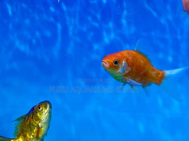 Classic Orange Goldfish – Timeless Aquarium Favorite