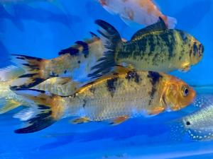 Koi Fish for Aquariums – Small and Adaptable - thumbnail 2