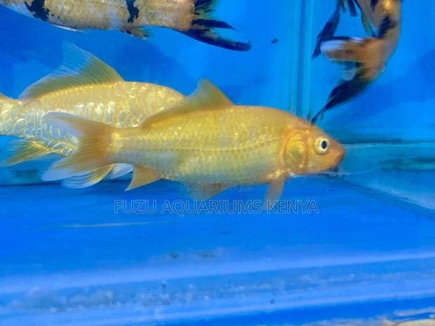 Golden Comet Goldfish – Fast and Flashy - main view