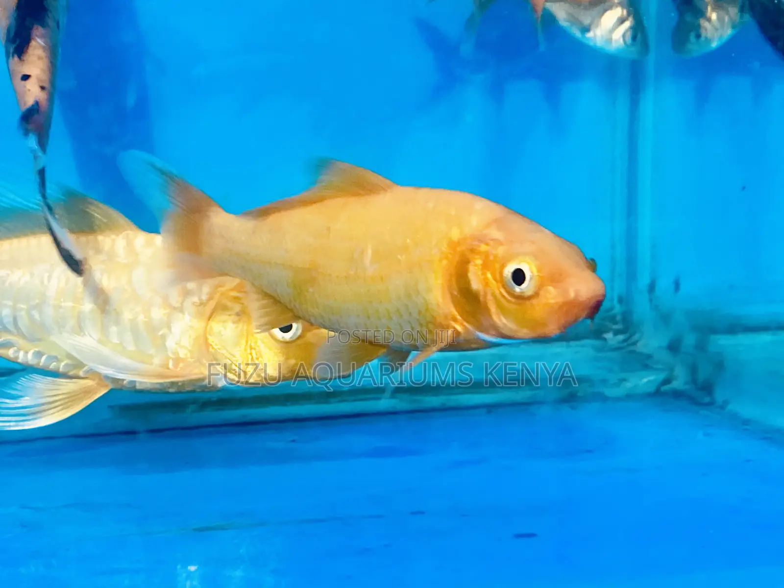 Comet Goldfish – A Splash of Colors