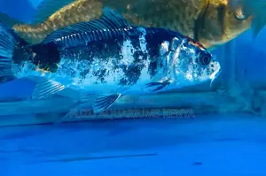 Striking Black and White Koi – Elegant and Peaceful