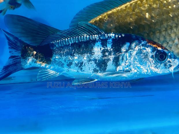 Rare Panda Koi Fish – Unique Black White Pattern - main view