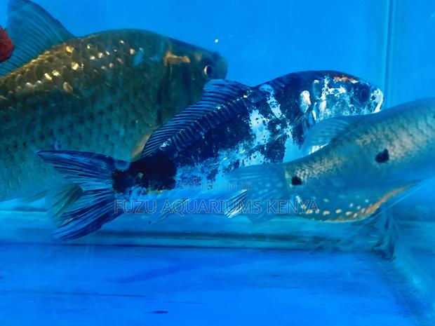 Balanced Beauty Koi – Monochrome Elegance - main view