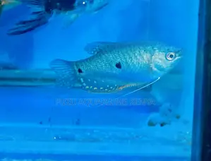 Three-Spot Gourami – Calm and Colorful Companion