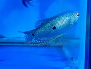 Three-Spot Gourami – Great for Display