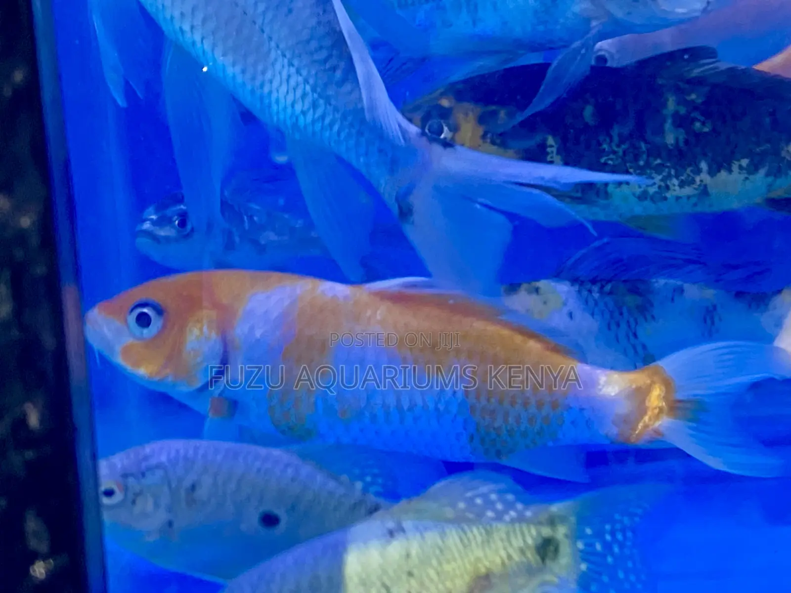 Bright Orange White Koi – Graceful and Striking