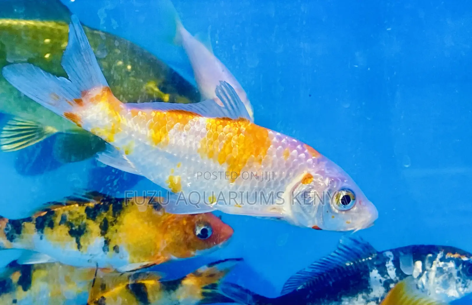 Sunset Pattern Koi – Natural Beauty in Every Fish