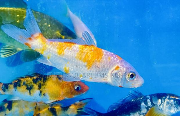 Sunset Pattern Koi – Natural Beauty in Every Fish