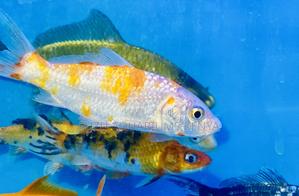 Bold Bicolor Koi – Perfect - thumbnail 2