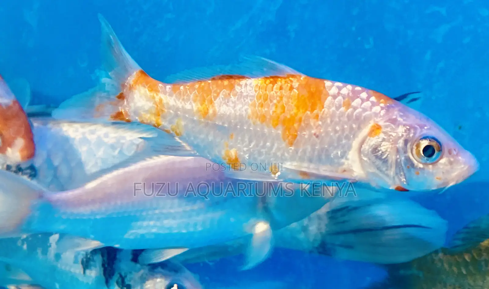 Classic Kohaku Koi – Pure Japanese Elegance