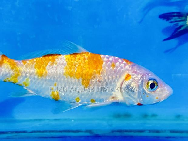 Twin-Tone Koi Fish – Simple Yet Stunning - main view