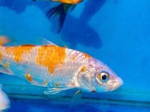 Koi Fire Snow – Bright Orange Meets White - thumbnail 2
