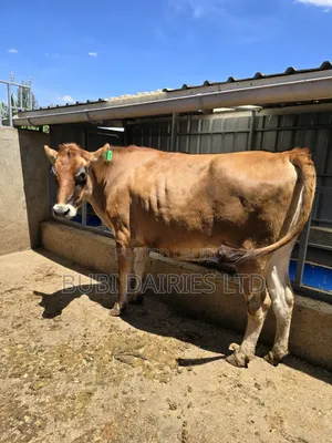 Incalf Heifers