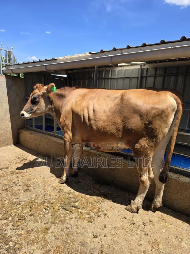 Incalf Heifers - thumbnail 2