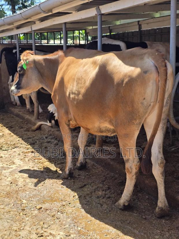 Incalf Heifers - thumbnail 3