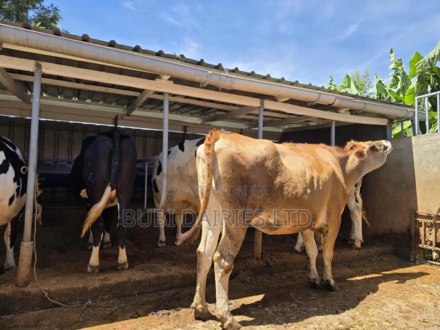 Incalf Heifers - thumbnail 7