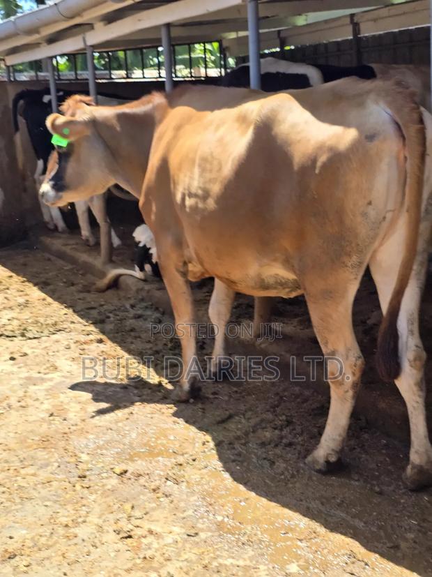 Incalf Heifers - thumbnail 8