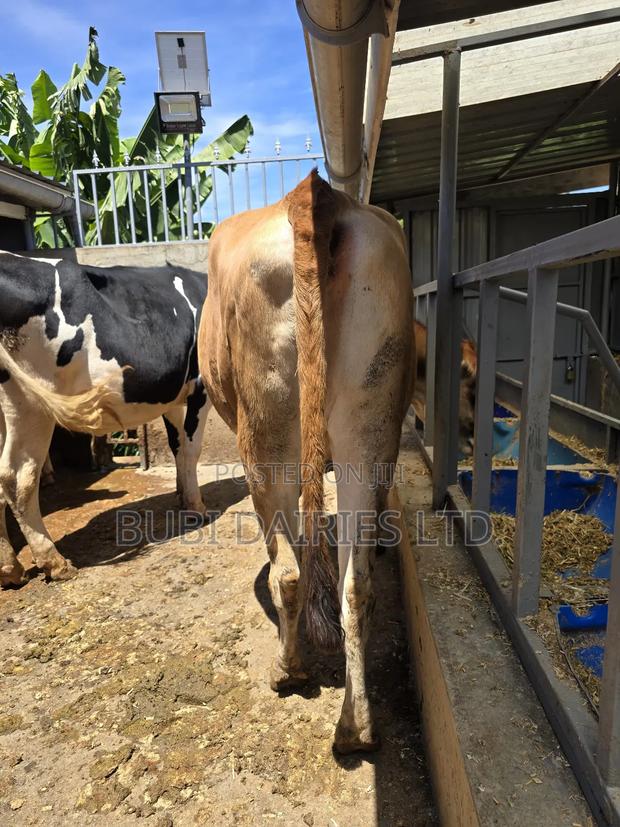 Incalf Heifers - thumbnail 9