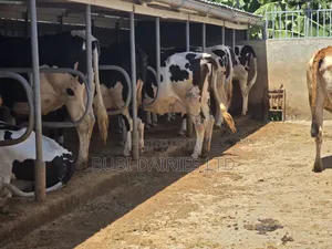 Pedigree Fresians Incalf /Pregnant Heifers With Sexed Semen