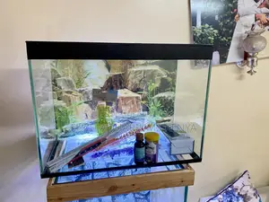 Compact Aquarium Design – Big Impact in Small Spaces