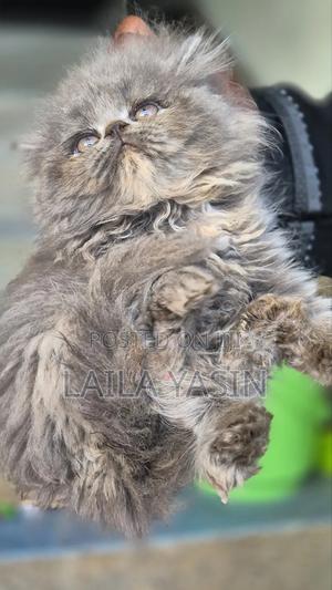 1-3 months Female Purebred Persian