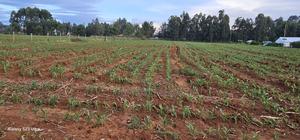 2 Acres for Sale in Say Eldoret - thumbnail 2