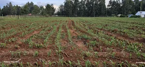 2 Acres for Sale in Say Eldoret