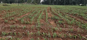 2 Acres for Sale in Say Eldoret