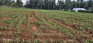 2 Acres for Sale in Say Eldoret