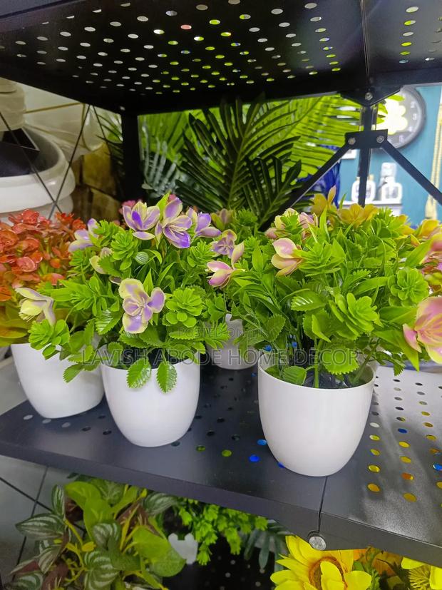 Beautiful Bonsai Flowers