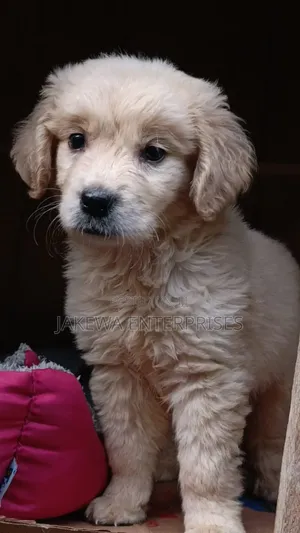 1-3 months Male Purebred Golden Retriever