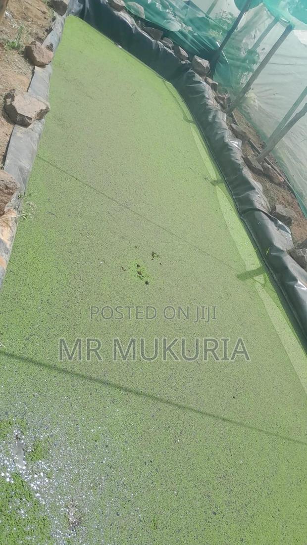 Duckweed (Lemna Minor) 1kg - thumbnail 5