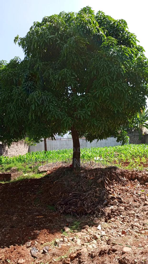 Prime Commercial Plot 1/4 Acre, Kiamumbi - thumbnail 5