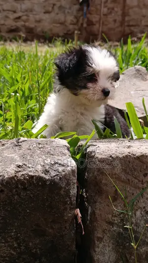 1-3 months Male Purebred Havanese