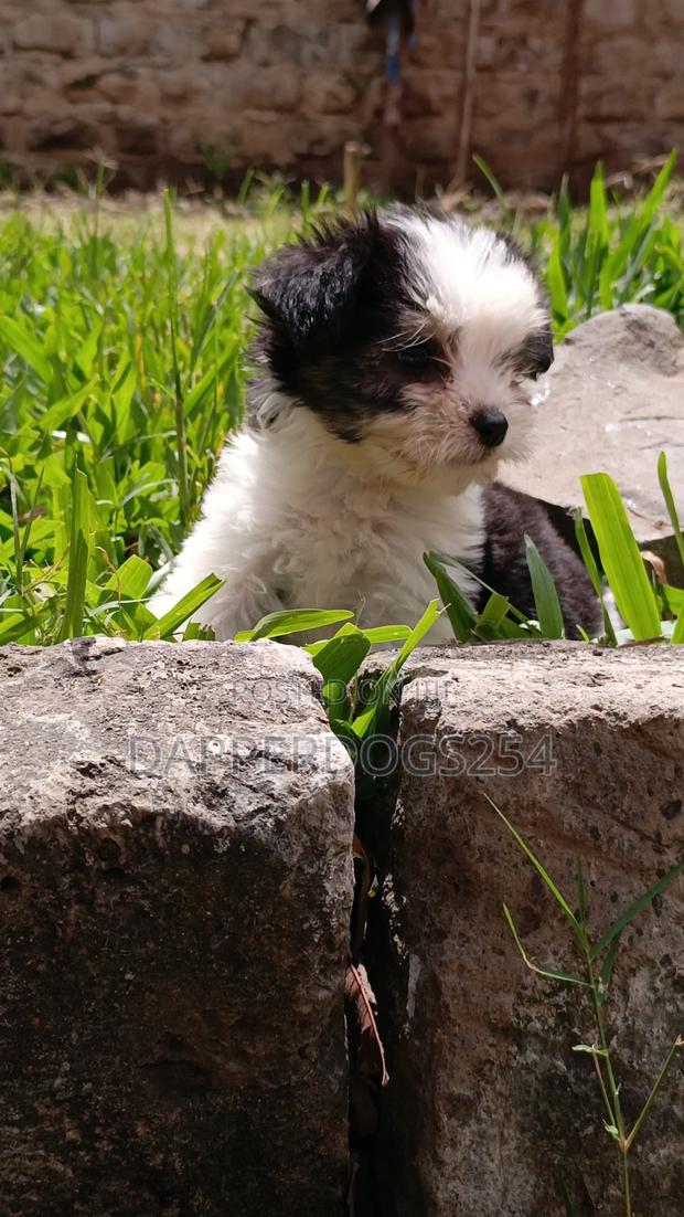 1-3 months Male Purebred Havanese - thumbnail 5