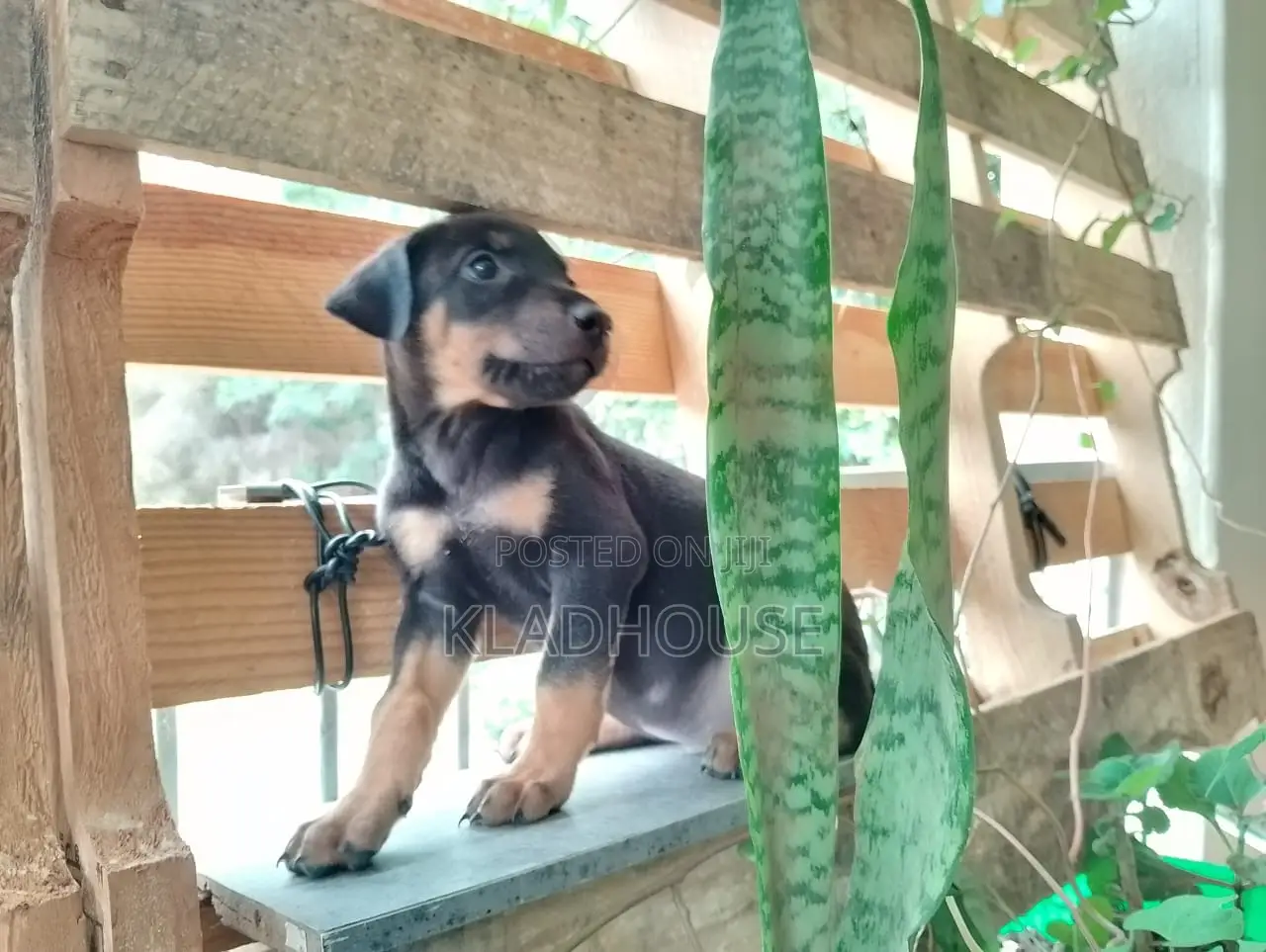 1-3 months Female Purebred Doberman Pinscher