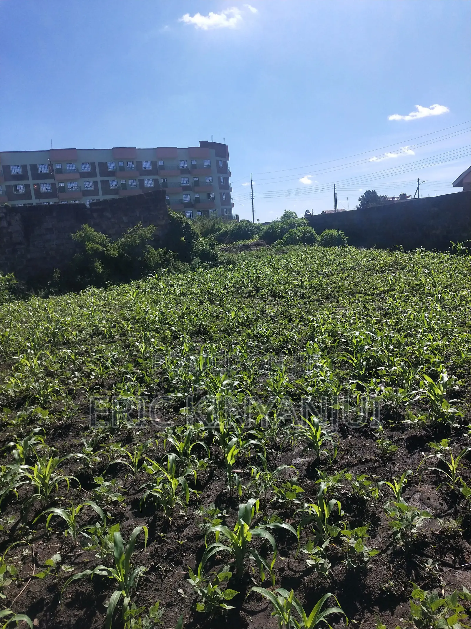 Prime 100x100 Plot for Sale – Kiganjo, Thika