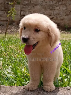 1-3 months Female Purebred Golden Retriever