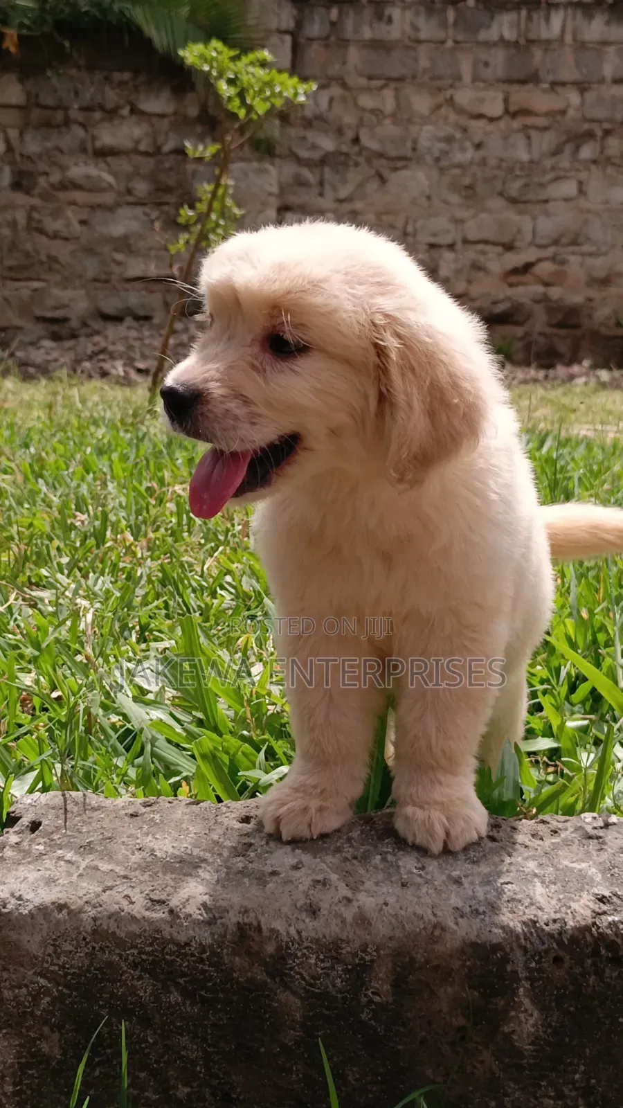 1-3 months Male Purebred Golden Retriever