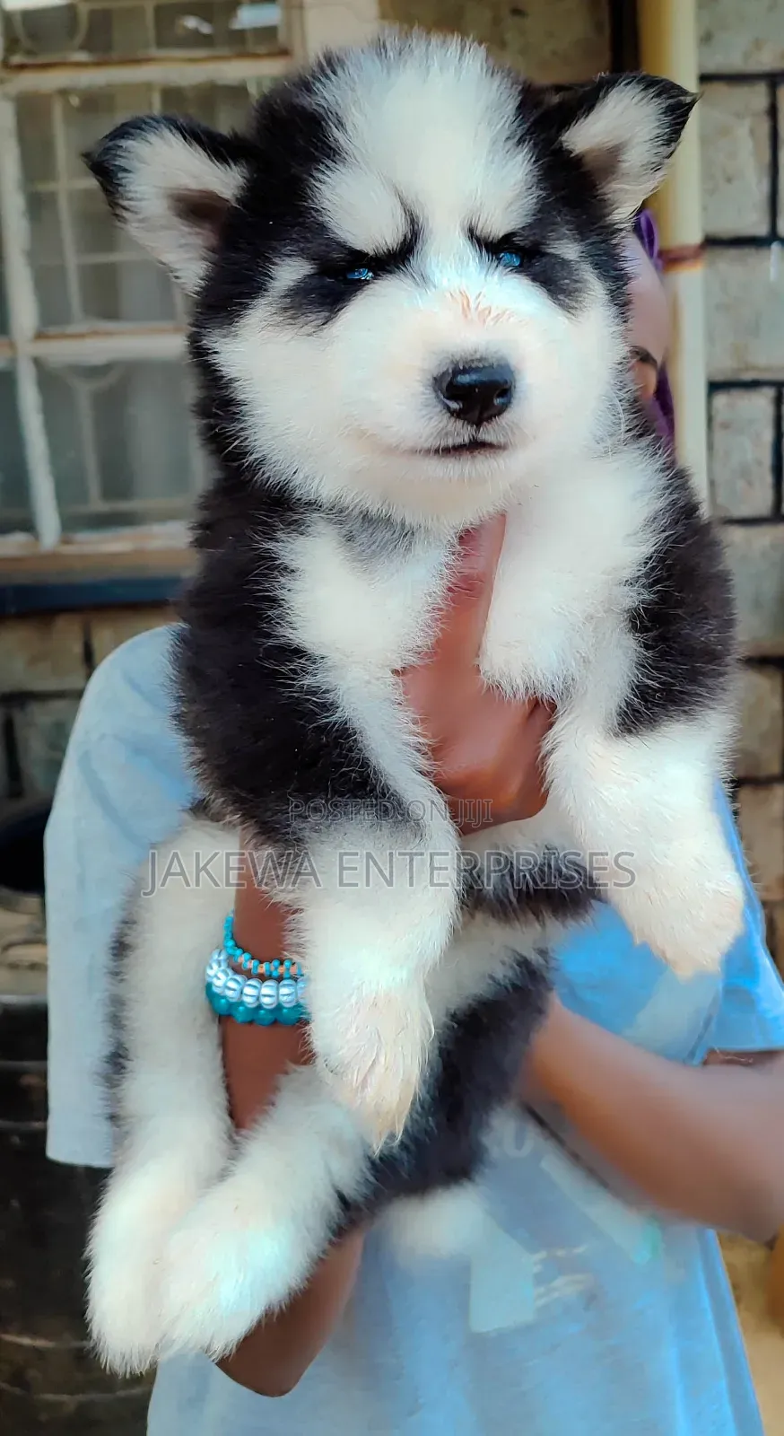 1-3 months Male Purebred Siberian Husky