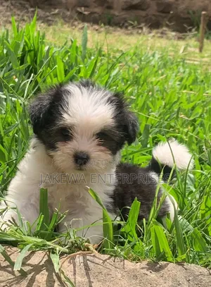 1-3 months Female Purebred Havanese